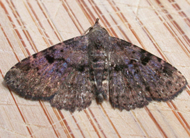 Four-spotted Fungus Moth